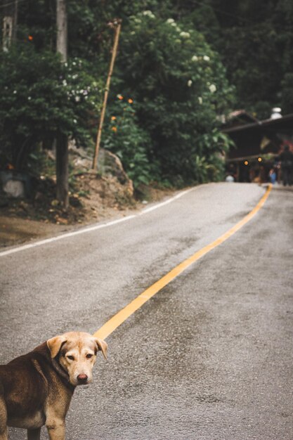 Foto cane sulla strada in città