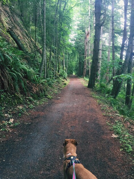 Foto cane sulla strada nella foresta