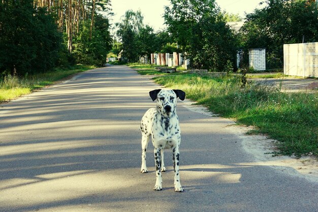 Foto cane sulla strada