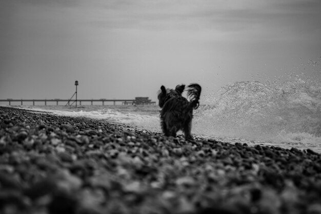 Photo dog on road