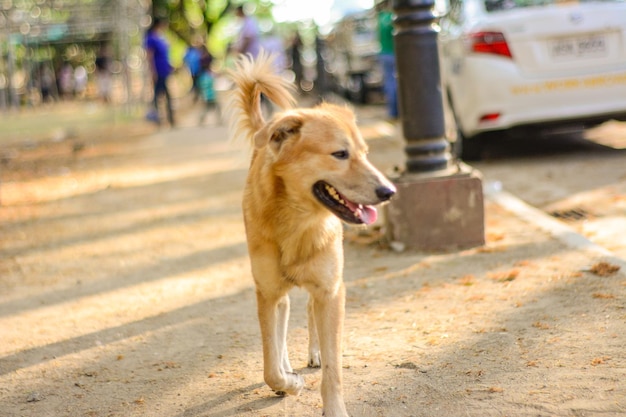 路上にいる犬