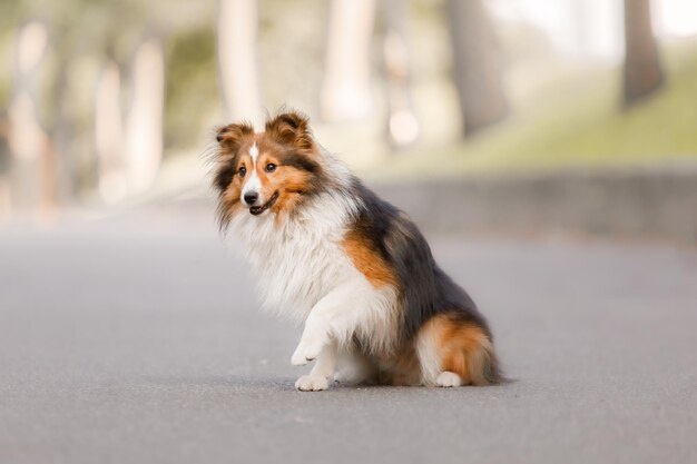 A dog on a road