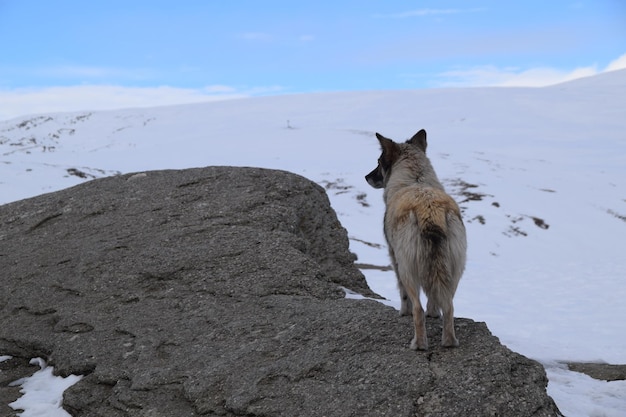 Dog on rock against sky during winter