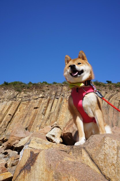 Dog on rock against sky