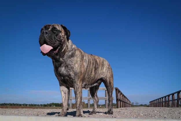 空に逆らった岩の上にいる犬