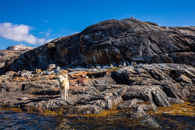 Foto cane sulla roccia accanto al lago contro il cielo