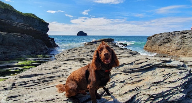 Photo dog on rock formation in sea against sky