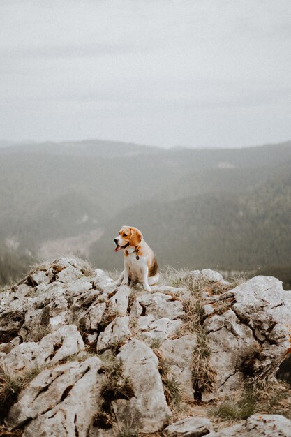 Photo dog on rock in mountains