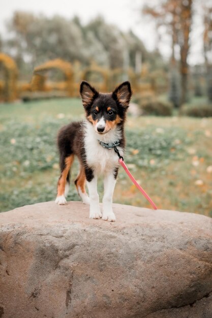 A dog on a rock in a park