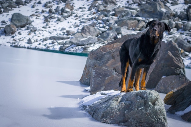 Foto cane sulla roccia nella neve