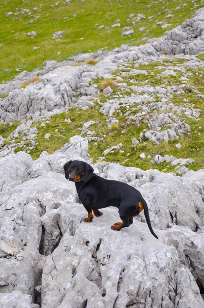 Foto cane sulla roccia