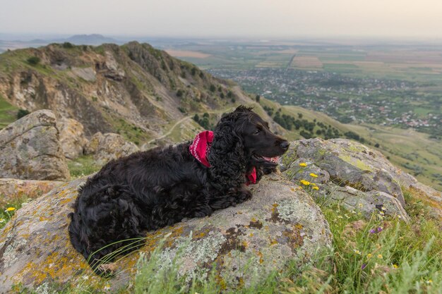 Photo dog on rock