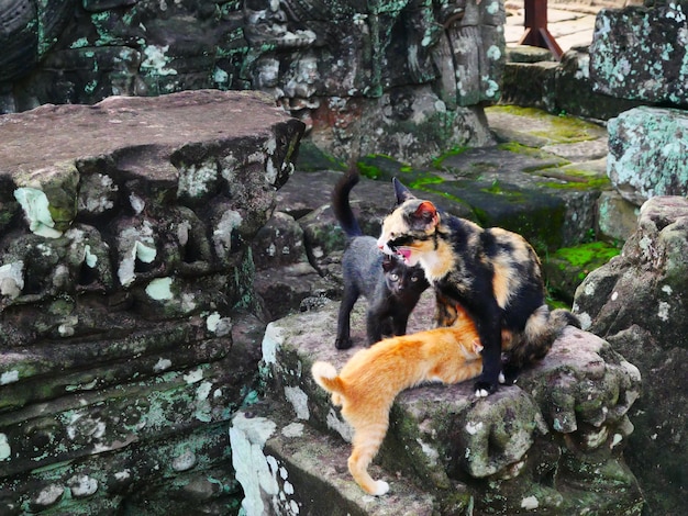 Foto cane sulla roccia