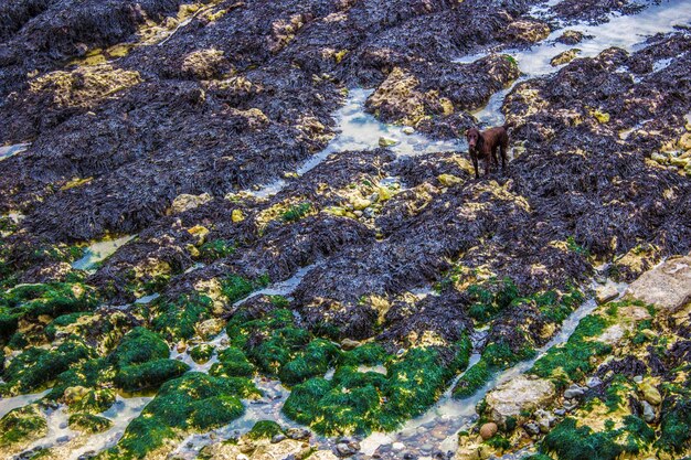 Foto cane sulla riva rocciosa