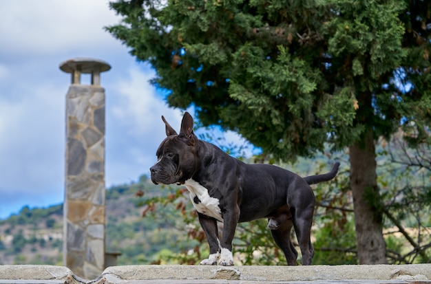 Dog in a roof top in andalusia spain