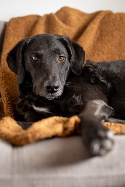 灰色のソファの上の部屋の犬