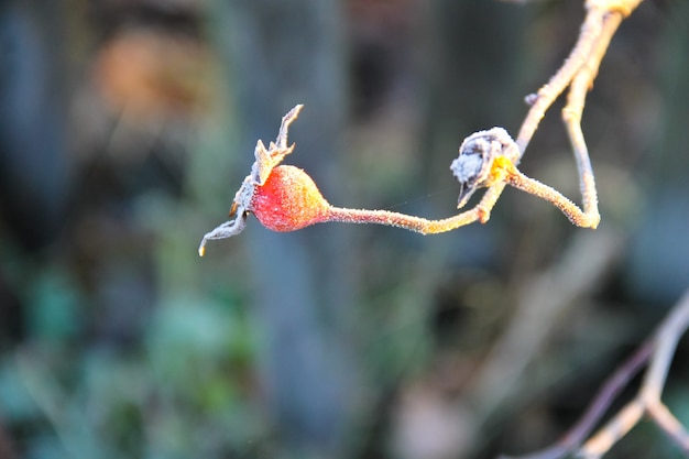 Dog-rose berry covered with hoarfrost