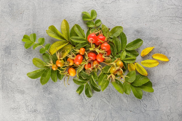 Photo dog rose berry