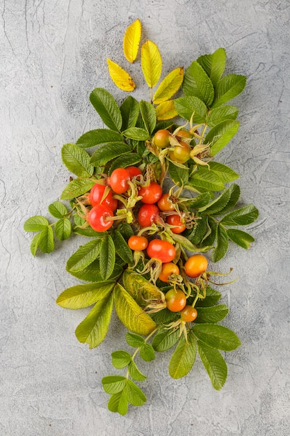 Dog rose berry