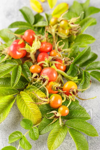 Dog rose berry