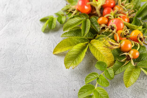 Dog rose berry