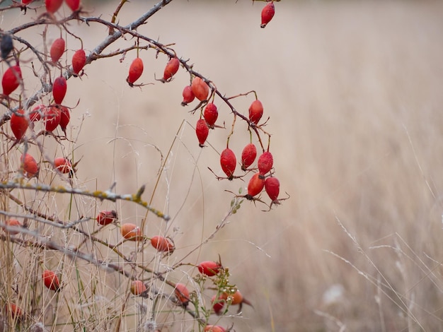 Dog rose on a branch