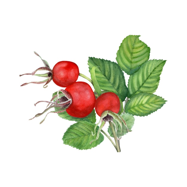 Dog Rose Brier Briar watercolo illustration isolated on white
