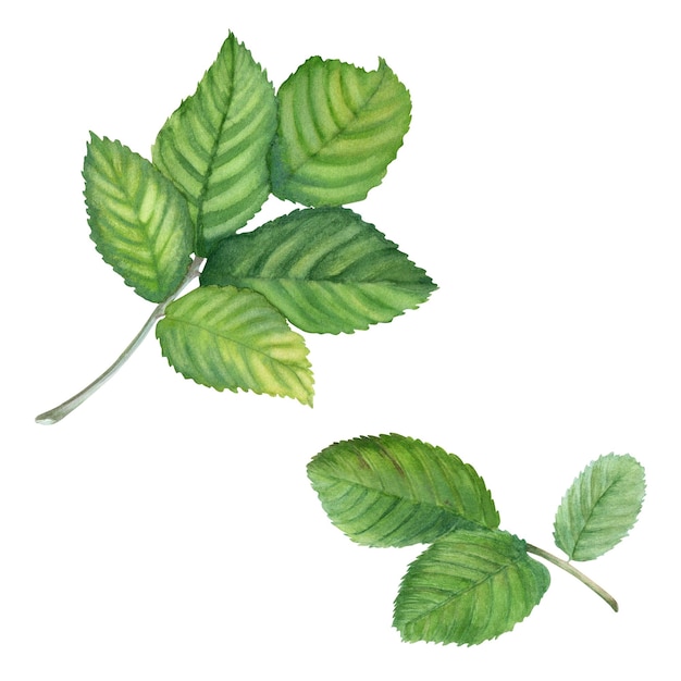 Dog Rose Brier leaves set Watercolo illustration isolated on white