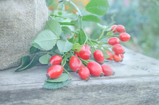 Dog rose on brown wooden background