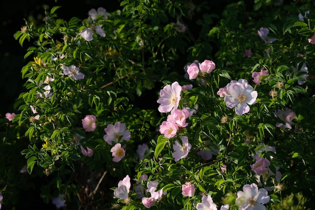 Dog rose bush in nature blooming wild roses in the\
sunshine