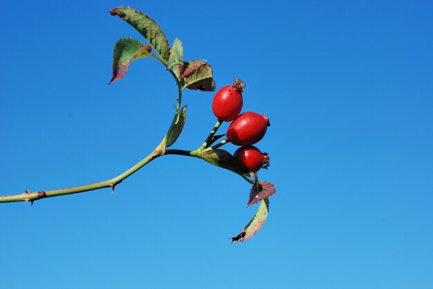 Dog rose bush