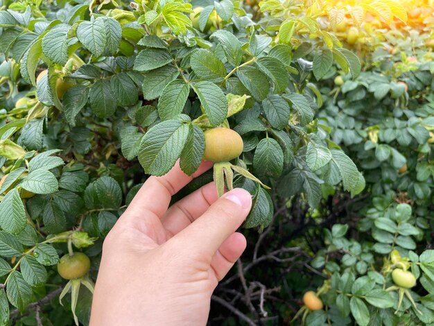 개 장미 과일 Rosa canina 자연 과일의 야생 장미 엉덩이는 허브 차 잼 젤리 시럽 수프 음료 파이에 사용됩니다.