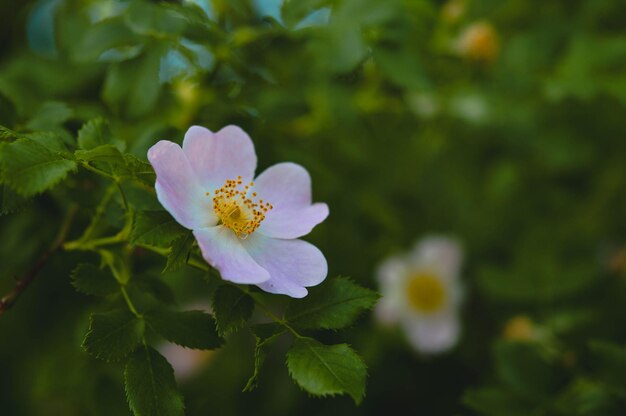 Dog rose in nature blooming soft pink flower wild rose