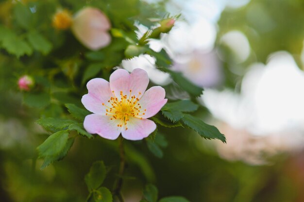 Dog rose in nature blooming soft pink flower wild rose