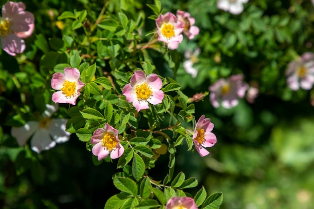 Dog rose Rosa canina light pink flowers in bloom on branches beautiful wild flowering shrub green leaves Wild rose plant