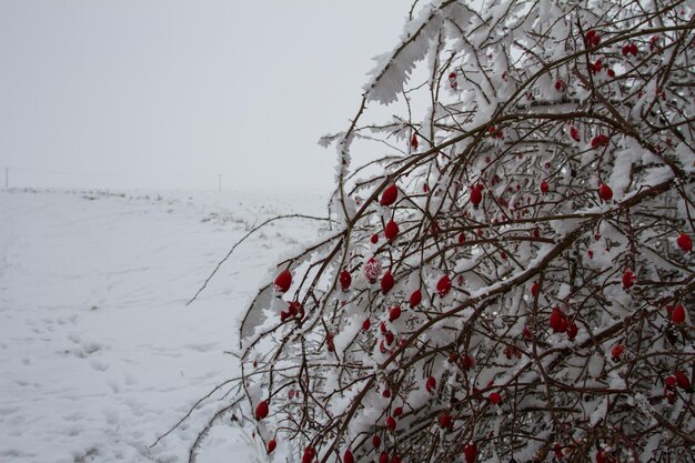 Dog rose in winter