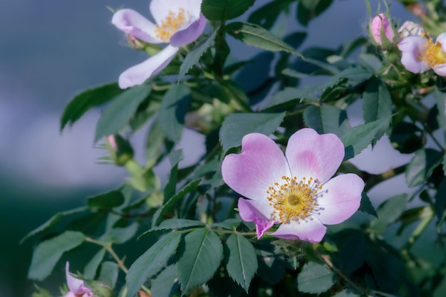 A dog rose