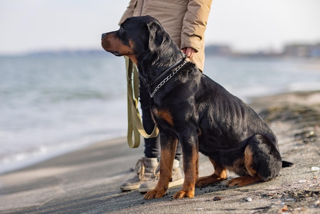 A dog of the Rottweiler breed sits near the hostess in a jacket on the beach against the backdrop of the sea