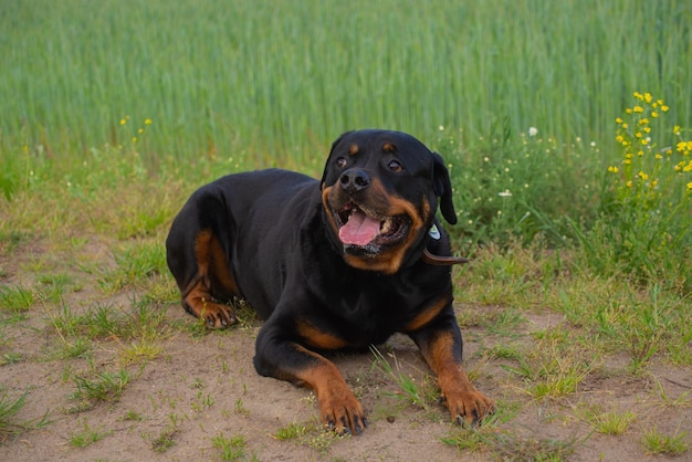 Cane rottweiler in natura segue i comandi del proprietario