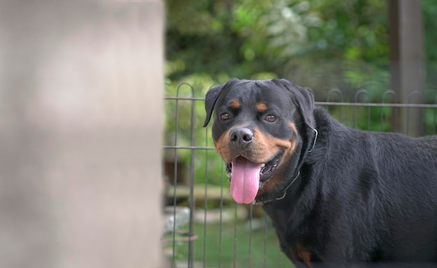 犬のロットワイラー