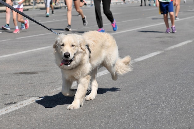 Dog in a runners039 race