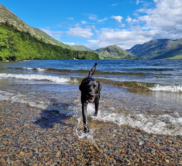 Фото Собака бежит по пляжу.