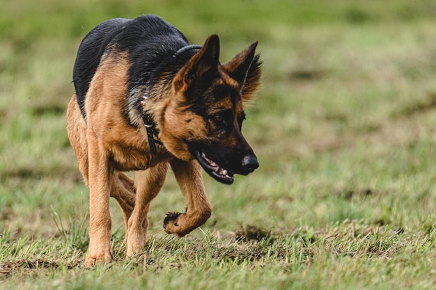 Photo dog running in autumn and chasing coursing lure on green field