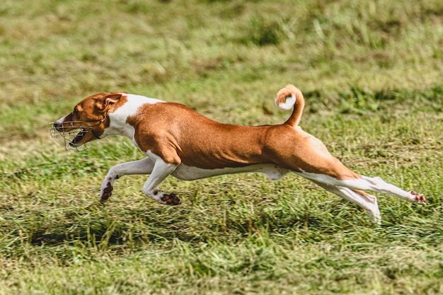 Photo dog running in autumn and chasing coursing lure on green field