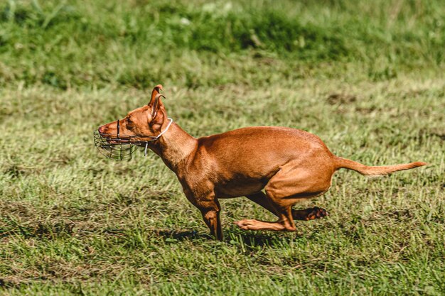 Dog running in autumn and chasing coursing lure on green field