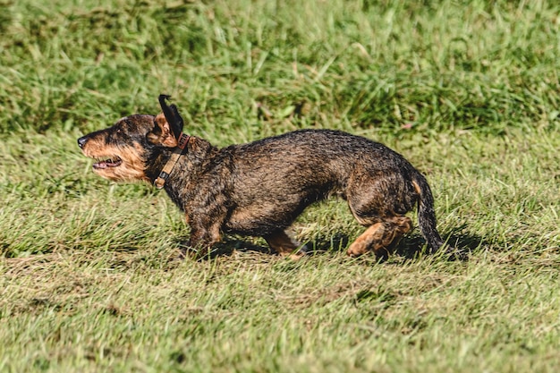 Photo dog running in autumn and chasing coursing lure on green field