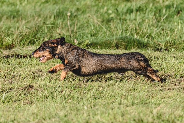 Photo dog running in autumn and chasing coursing lure on green field