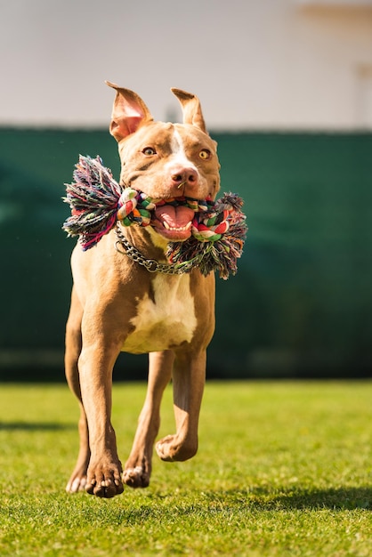 裏庭で走っている犬おもちゃのロープを持ったアムスタフ・テリアがカメラに向かって走っています