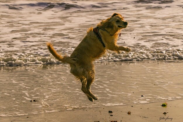 Photo dog running on beach