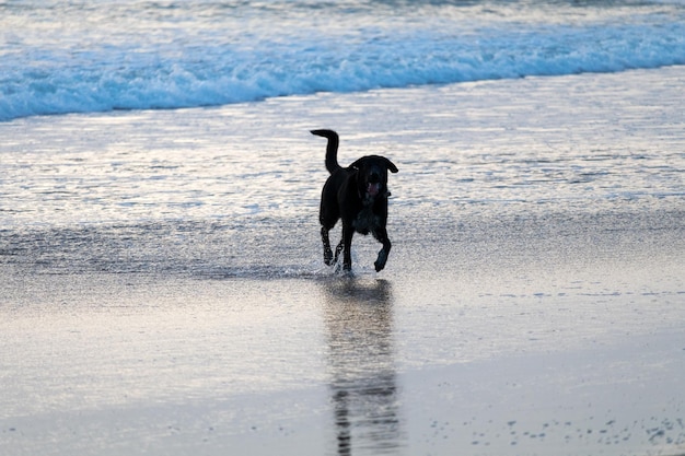 Foto cane che corre sulla spiaggia